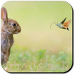 Rabbit Wallpapers