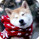 Akita Dog HD Live Wallpaper APK