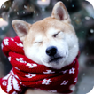 Akita Dog HD Live Wallpaper