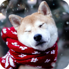 ikon Akita Dog HD Live Wallpaper