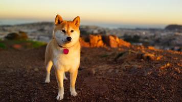 1 Schermata Akita Dog HD Live Wallpaper