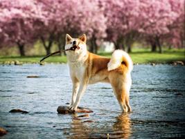 Akita Dog HD Live Wallpaper screenshot 2