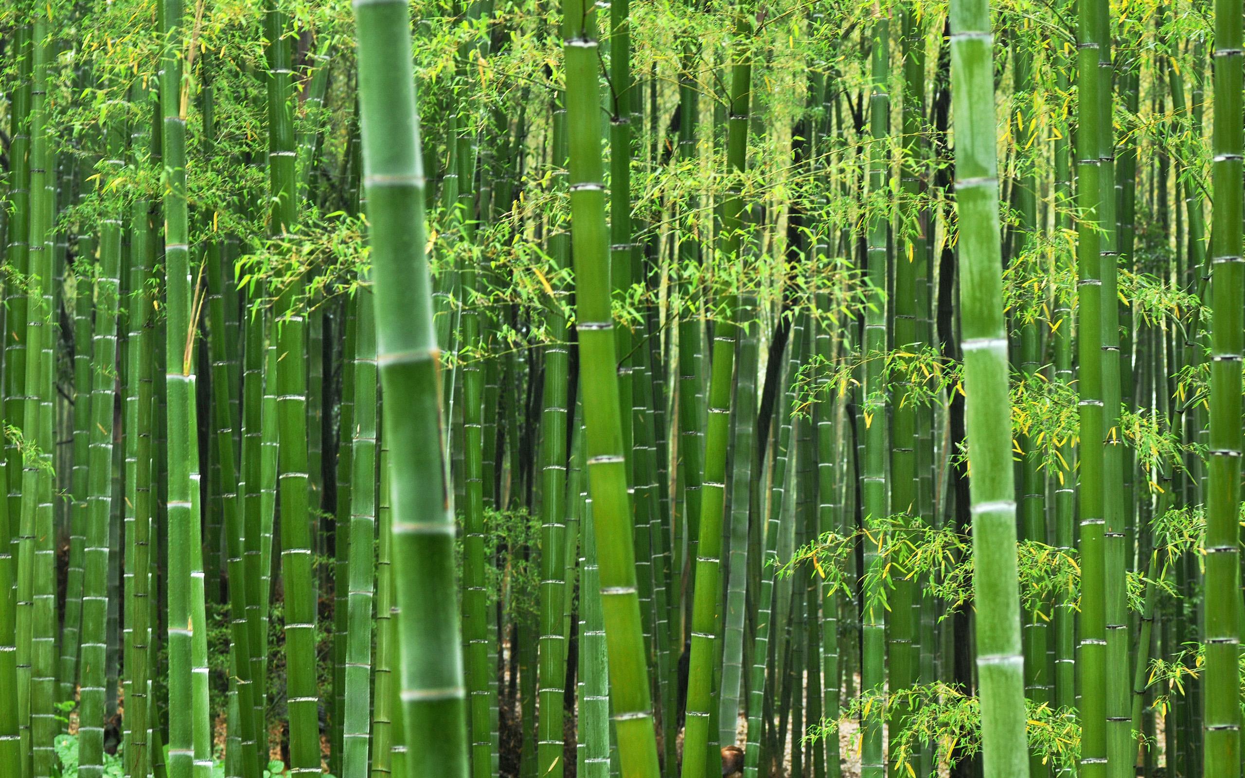 Bamboo Live Wallpaper APK voor Android Download Bamboo Live Wallpaper APK voor Android Download