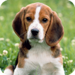 ”Beagle Dog HD Live Wallpaper