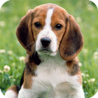 Beagle Dog HD Live Wallpaper أيقونة