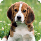 Beagle Dog HD Live Wallpaper 아이콘