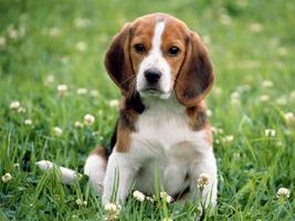 Beagle Dog HD Live Wallpaper الملصق