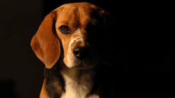 Beagle Dog HD Live Wallpaper screenshot 1