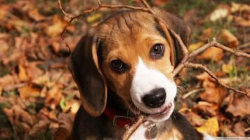 Beagle Dog HD Live Wallpaper تصوير الشاشة 2