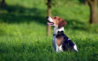 Beagle Dog HD Live Wallpaper screenshot 3