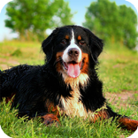 Bernese Mountain Dog Wallpaper