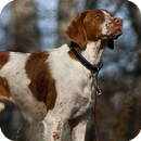 Brittany Spaniel Wallpaper HD APK