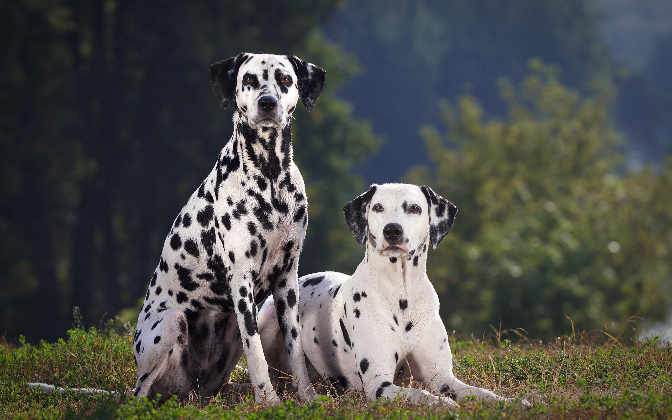 Dalmatian Dog Pack 2 Wallpaper постер.