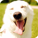 Laughing Dog Live Wallpaper APK