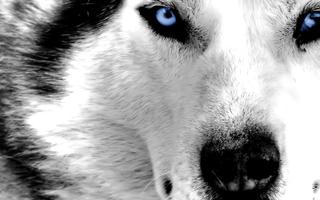 Wolf Eyes Live Wallpaper 海报