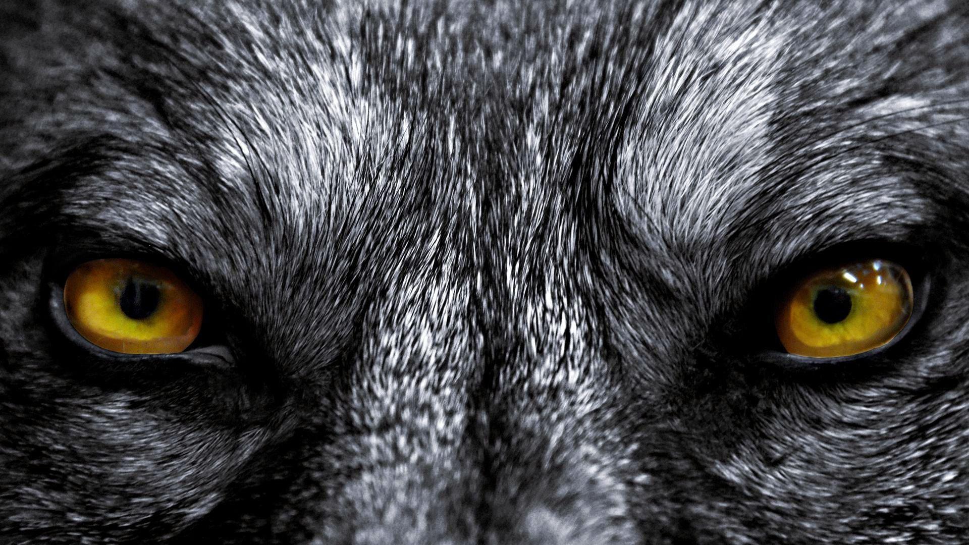 Wolf Eyes Live Wallpaper скриншот 1.