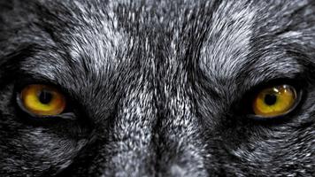 1 Schermata Wolf Eyes Live Wallpaper