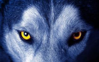 برنامه‌نما Wolf Eyes Live Wallpaper عکس از صفحه