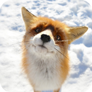Cute Fox HD Live Wallpaper APK
