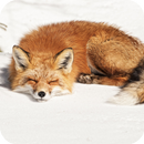 Sleeping Fox Live Wallpaper APK