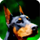 Doberman Pack 2 Live Wallpaper APK