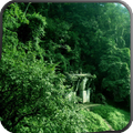 Jungle Live Wallpaper Forest