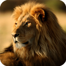 APK Lion Pack 2 HD Live Wallpaper