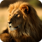 Lion Pack 2 HD Live Wallpaper-icoon