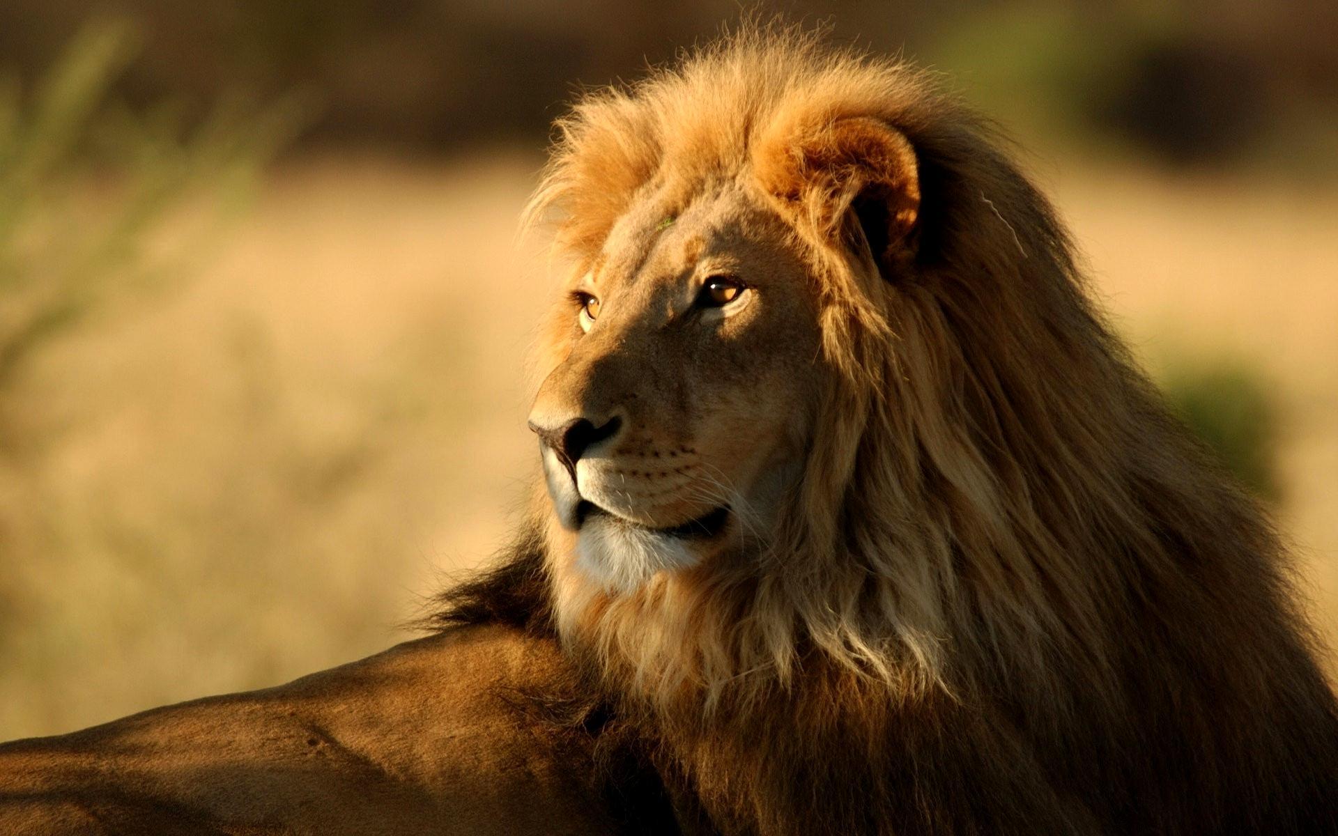 Lion Pack 2 HD Live Wallpaper APK do pobrania na Androida