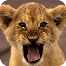 Lion HD Live Wallpaper APK