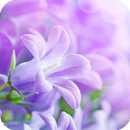Lilac Plant Pack 2 Wallpaper APK