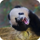 Laughing Panda Live Wallpaper APK