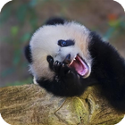 Laughing Panda Live Wallpaper 图标