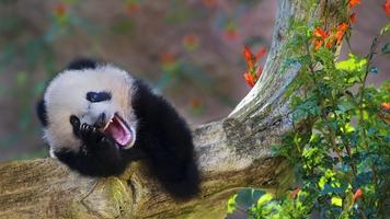 Laughing Panda Live Wallpaper 海报