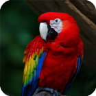 Parrot Bird Live Wallpaper icône