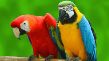 Parrot Bird Live Wallpaper الملصق