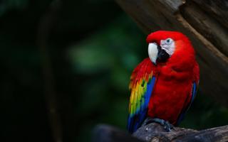 Parrot Bird Live Wallpaper Screenshot 2