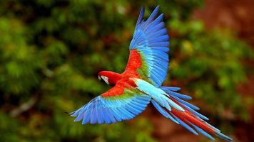 Parrot Bird Live Wallpaper تصوير الشاشة 3