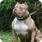 Pitbull Pack 3 Dog Wallpaper icône