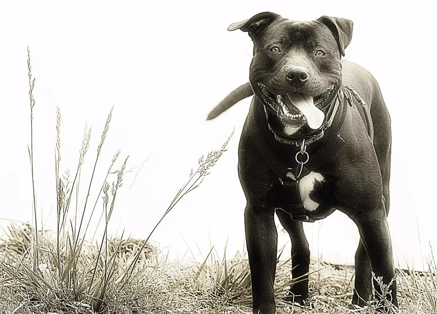 Pitbull Pack 4 Dog Wallpaper APK for Android Download Pitbull Pack 4 Dog Wallpaper APK for Android Download