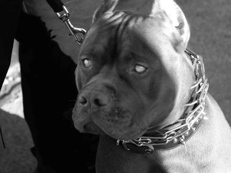 pitbull pack 5 dog wallpaper apk download free personalization app
