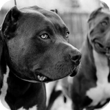 Pitbull Dog Live Wallpaper HD ikona