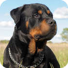 Rottweiler HD Live Wallpaper icon