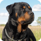 Rottweiler HD Live Wallpaper icône