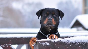 Rottweiler HD Live Wallpaper capture d'écran 1