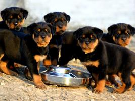 Rottweiler HD Live Wallpaper 截图 3