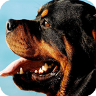 Rottweiler Pack 3 Wallpaper icône