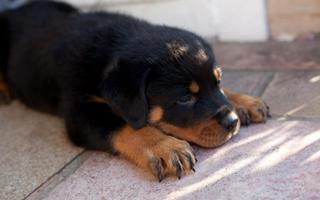 Rottweiler Pack 3 Wallpaper постер