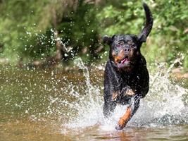 Rottweiler Pack 3 Wallpaper capture d'écran 3