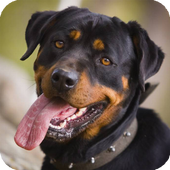 Rottweiler Pack 2 Wallpaper icon